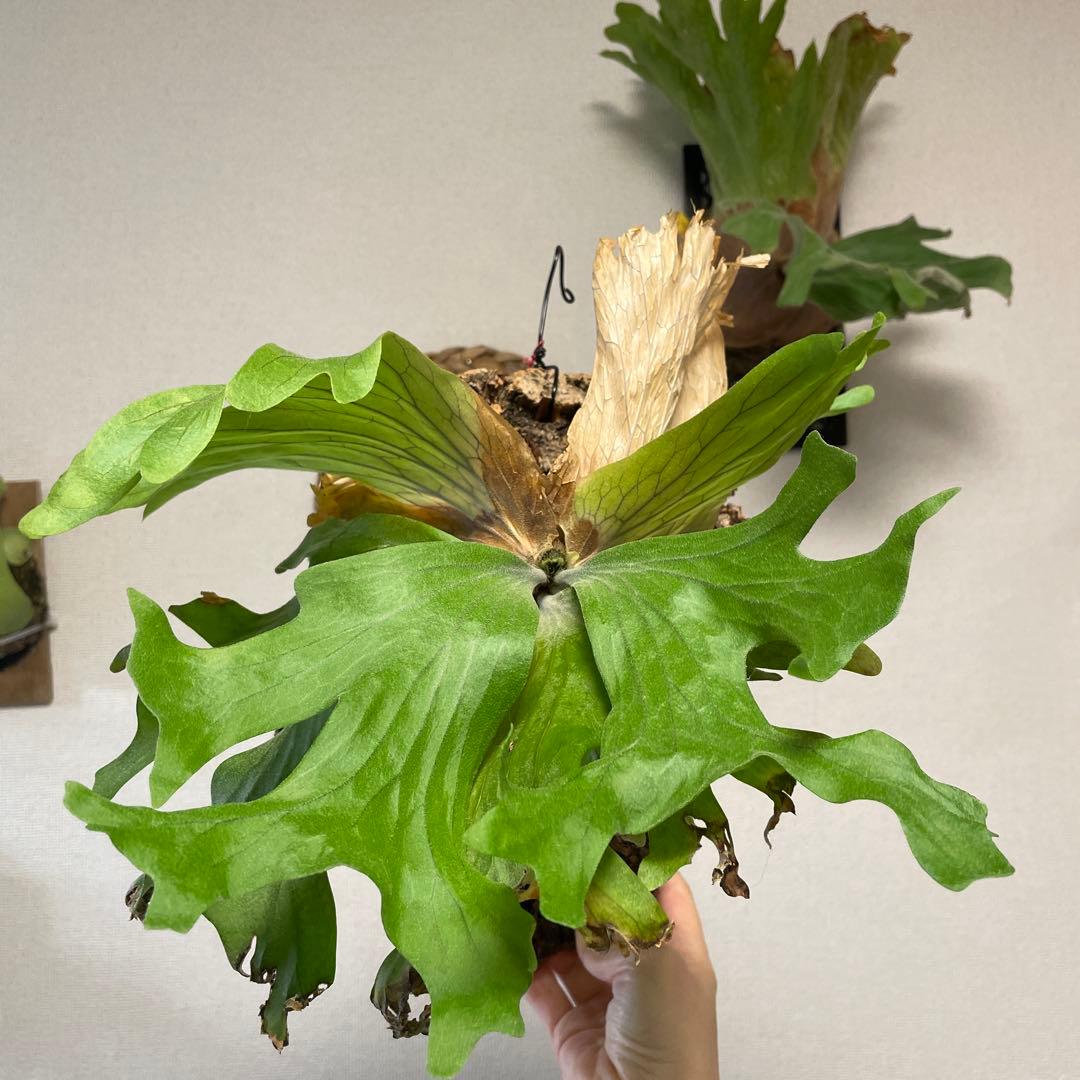 た*や様 【コルク付】ワリチー ワイルド ビカクシダ P. wallichii