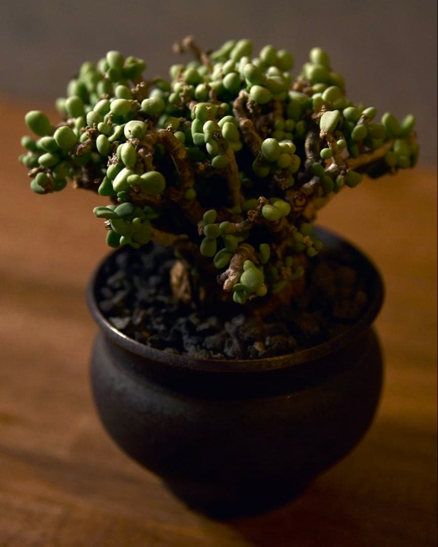 発根済 ケラリアピグマエア　塊根植物