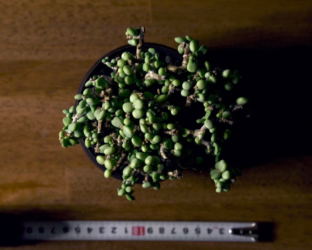 発根済 ケラリアピグマエア　塊根植物