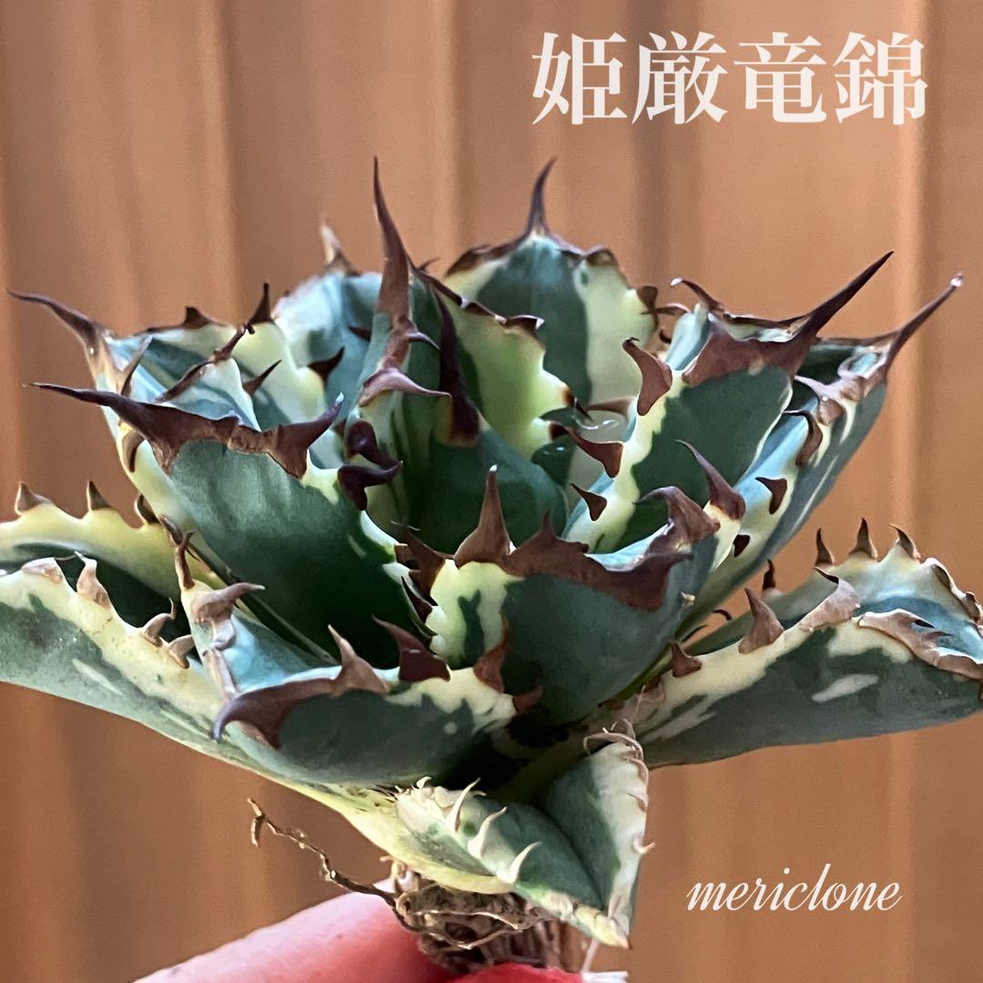 J*o様 【週末オークション】特選　サイズ大　アガべ　姫厳竜錦　覆輪斑　TC 永