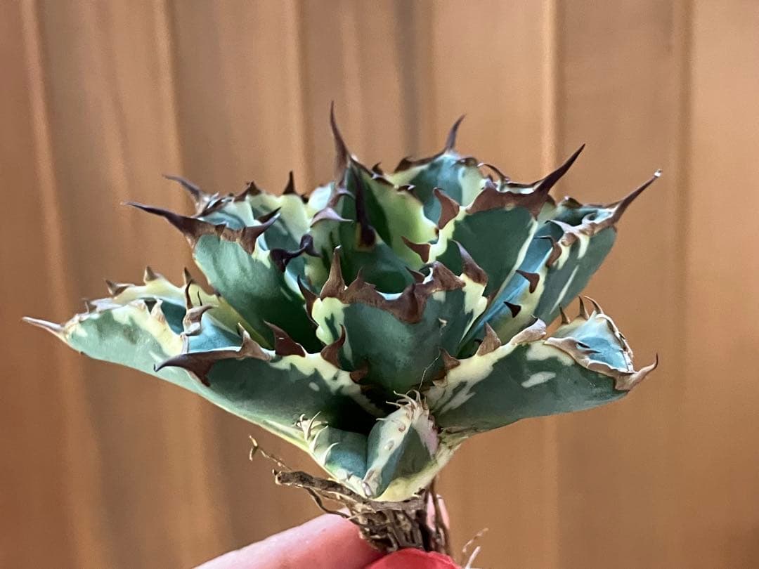 J*o様 【週末オークション】特選　サイズ大　アガべ　姫厳竜錦　覆輪斑　TC 永