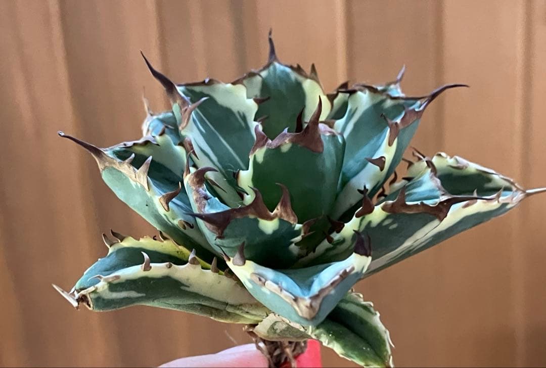 J*o様 【週末オークション】特選　サイズ大　アガべ　姫厳竜錦　覆輪斑　TC 永