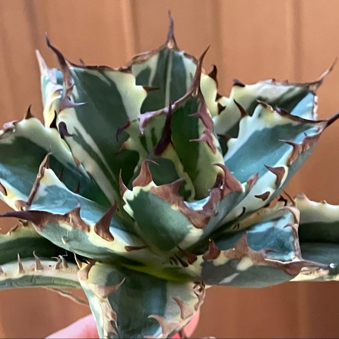 J*o様 【週末オークション】特選　サイズ大　アガべ　姫厳竜錦　覆輪斑　TC 永