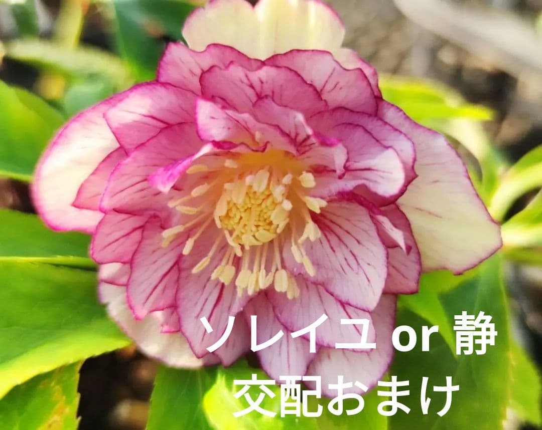 クリスマスローズ　バイカラーベインピコティオーレア　おまけ交配