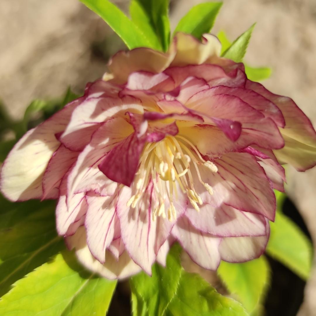 クリスマスローズ　バイカラーベインピコティオーレア　おまけ交配