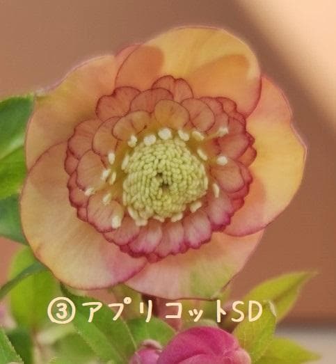 クリスマスローズ　バイカラーベインピコティオーレア　おまけ交配