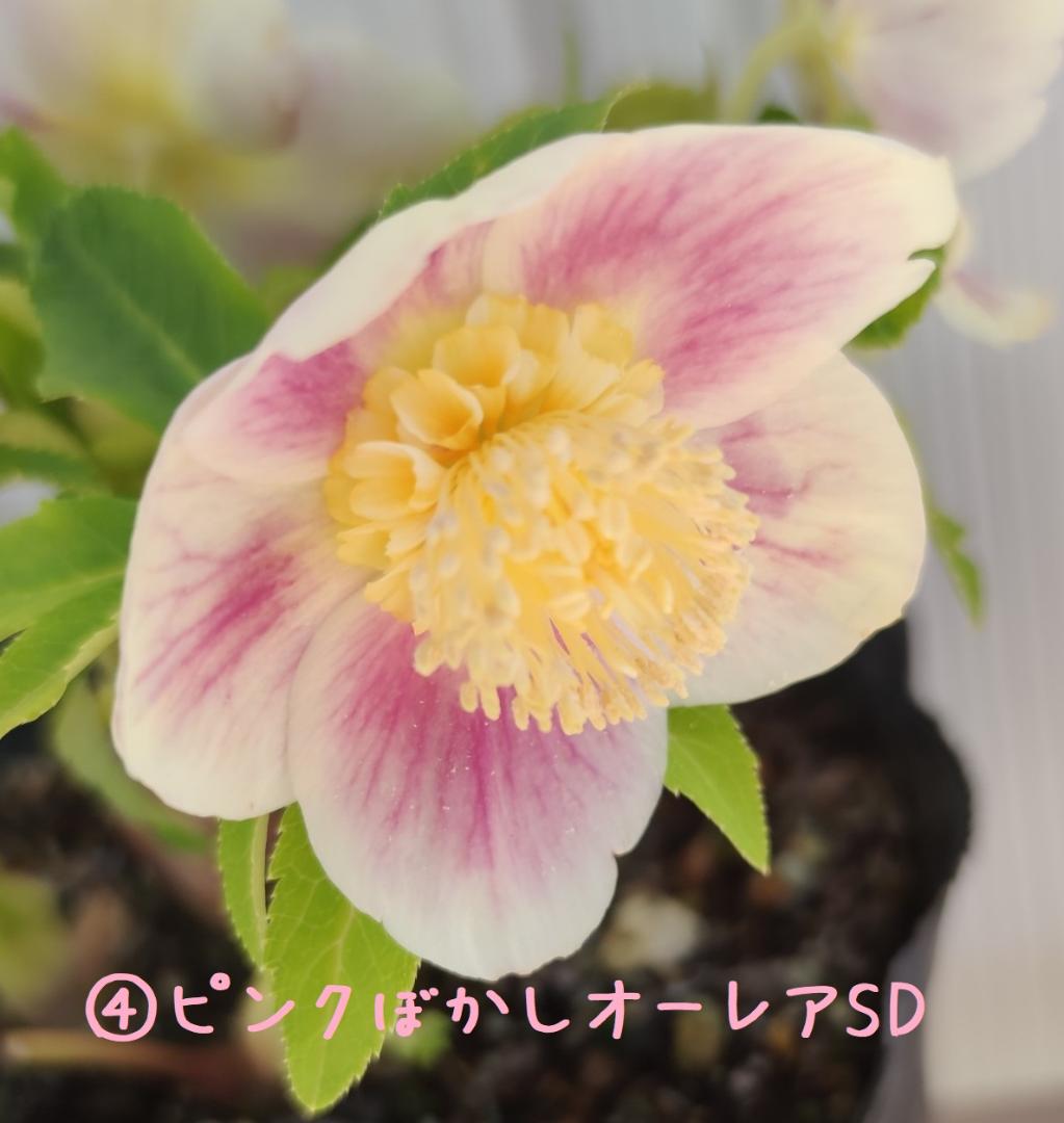 クリスマスローズ　バイカラーベインピコティオーレア　おまけ交配