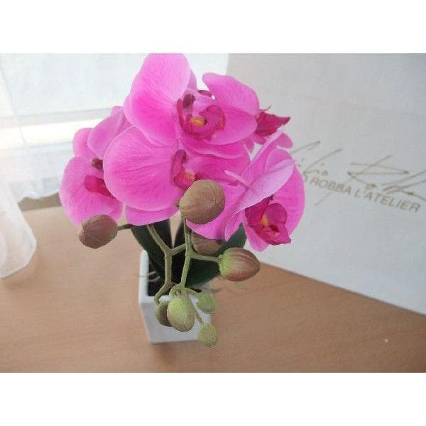 エミリオロバ EMILIO ROBBA　2本立て胡蝶蘭　未試用品