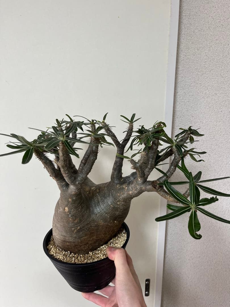 パキポディウム グラキリス 現地株 L