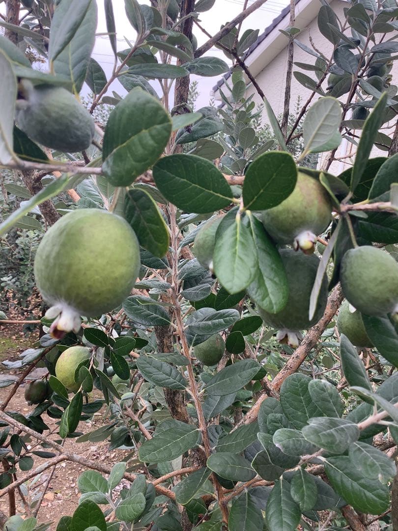 7-44果樹【フェイジョア】樹高約130cm【送料込み】