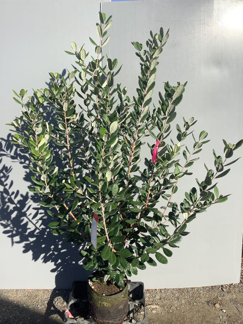 7-44果樹【フェイジョア】樹高約130cm【送料込み】