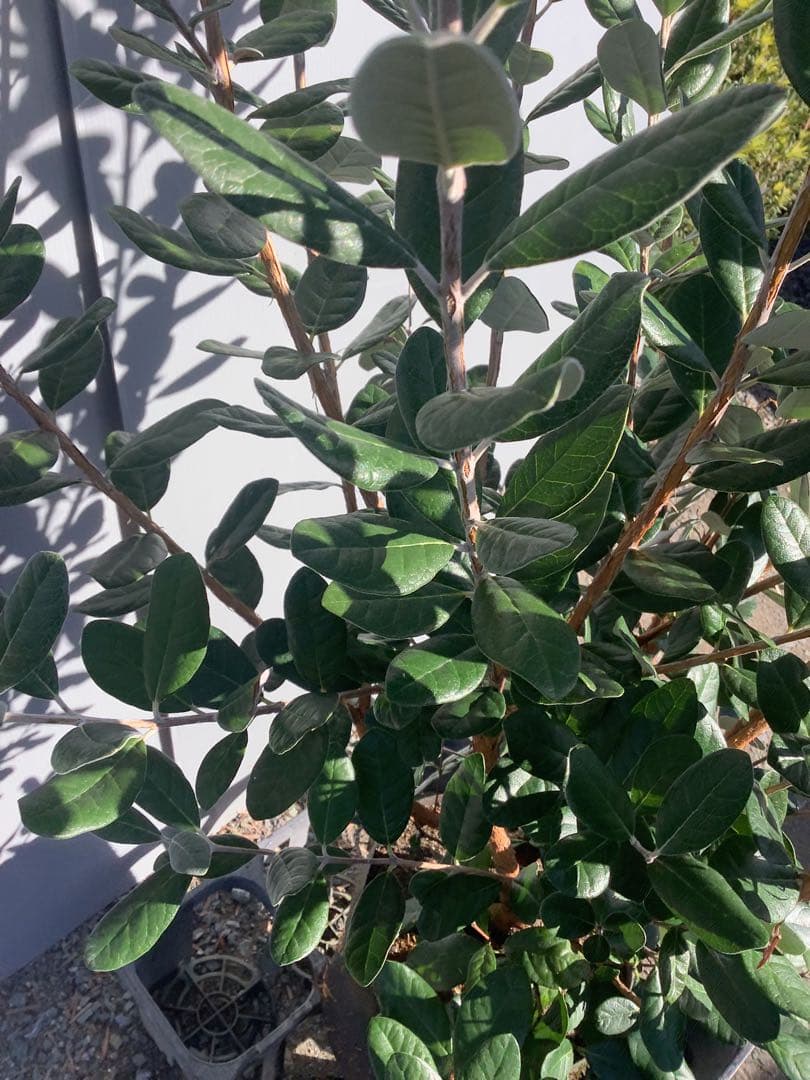 7-44果樹【フェイジョア】樹高約130cm【送料込み】