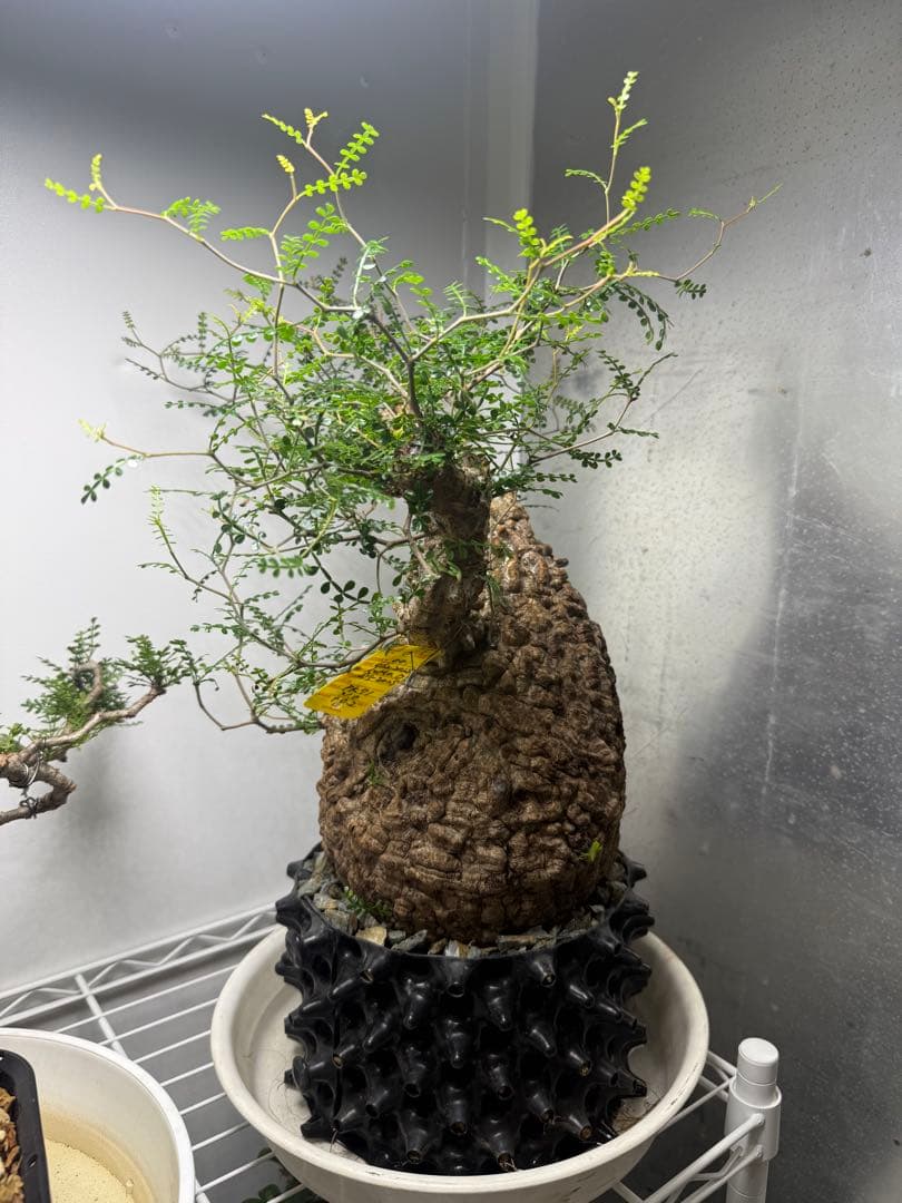 極上大株　発根済み　幹幅約20センチ パキプス　ボコ肌