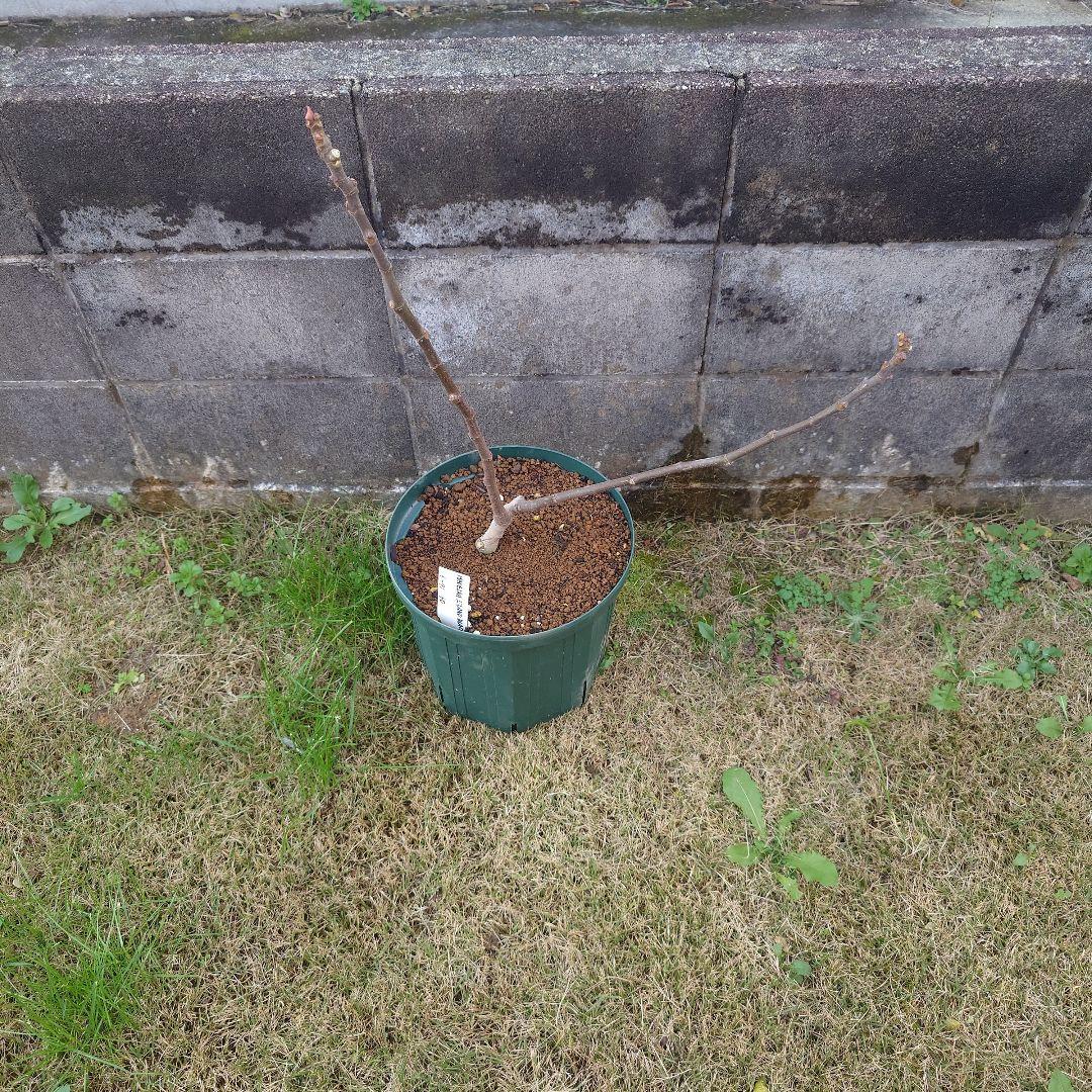 マデイラアイランドブラック。