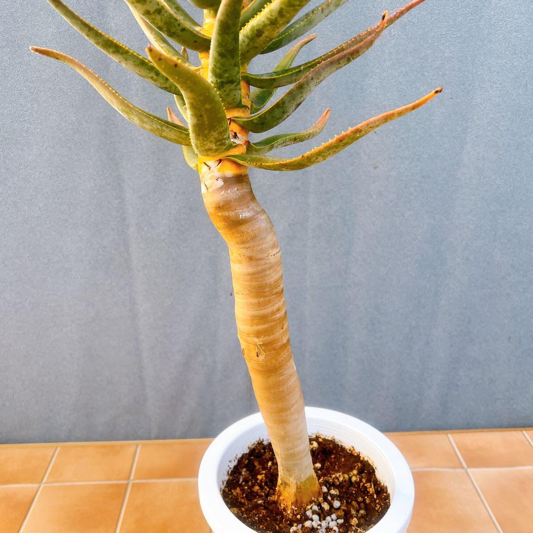 現品　アロエ　ディコトマ　3番　幹上がり　ドライガーデン　地植え　多肉植物