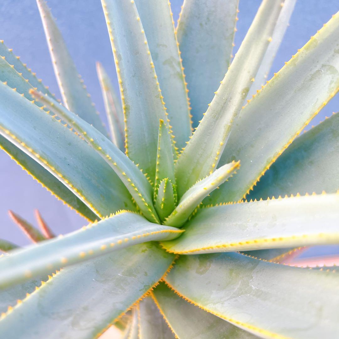 現品　アロエ　ディコトマ　3番　幹上がり　ドライガーデン　地植え　多肉植物
