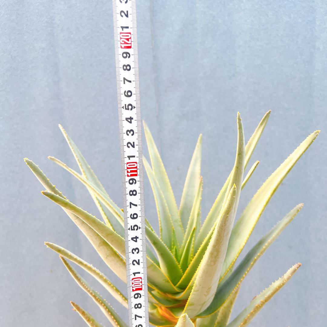 現品　アロエ　ディコトマ　3番　幹上がり　ドライガーデン　地植え　多肉植物