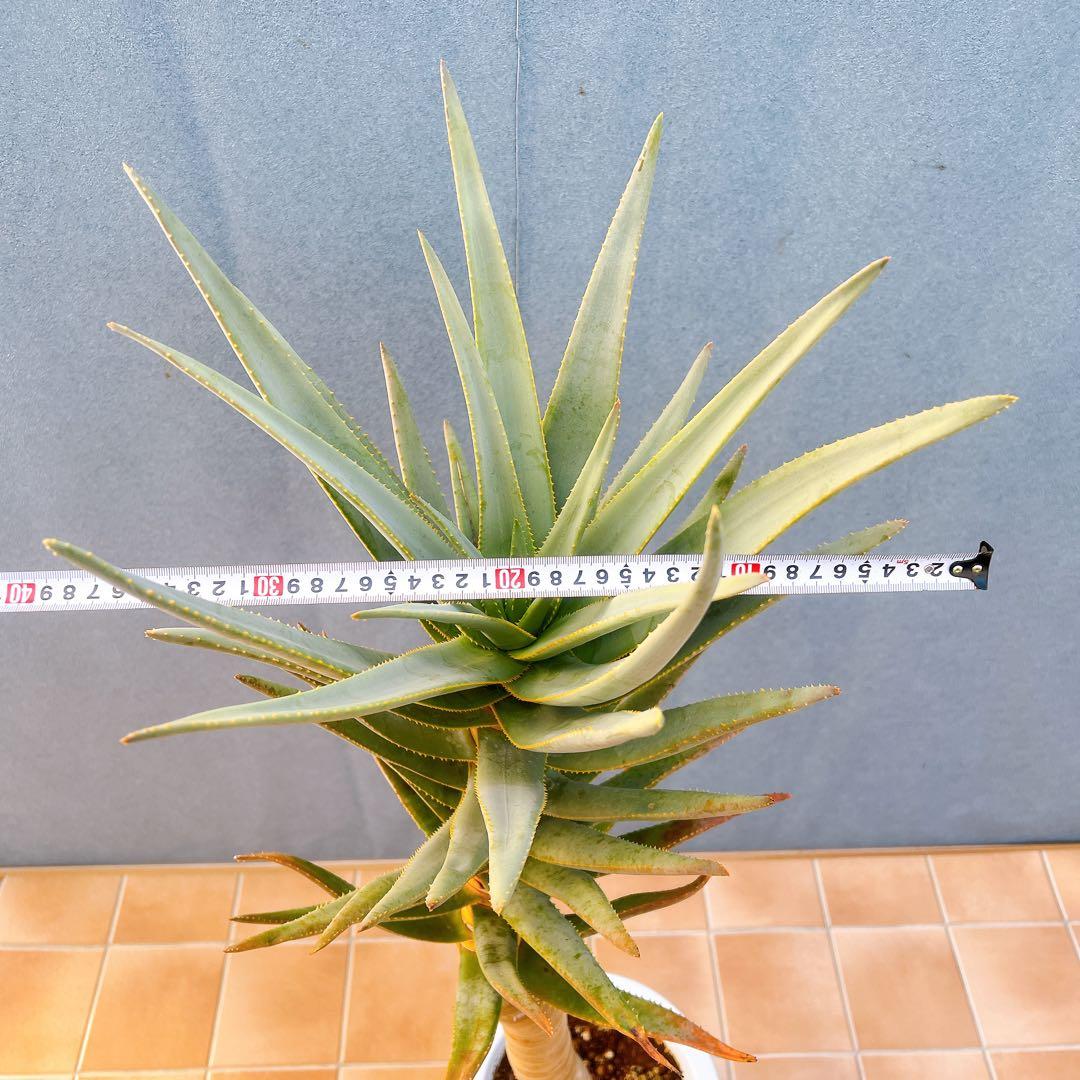 現品　アロエ　ディコトマ　3番　幹上がり　ドライガーデン　地植え　多肉植物
