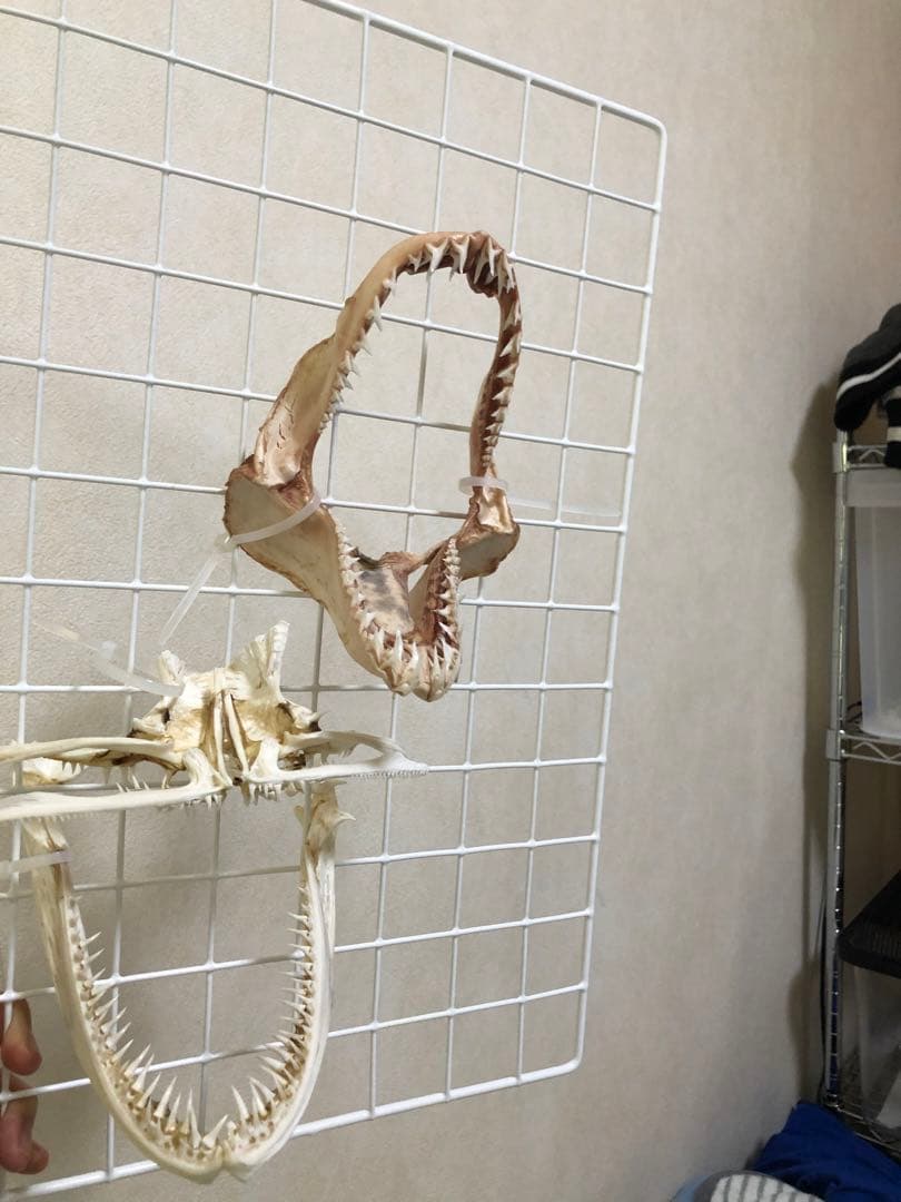 拾った骨 中国産