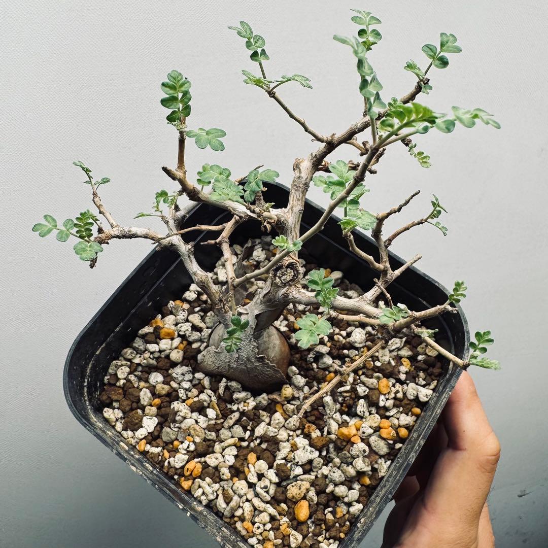 【実生素材】パキコルムスディスカラー