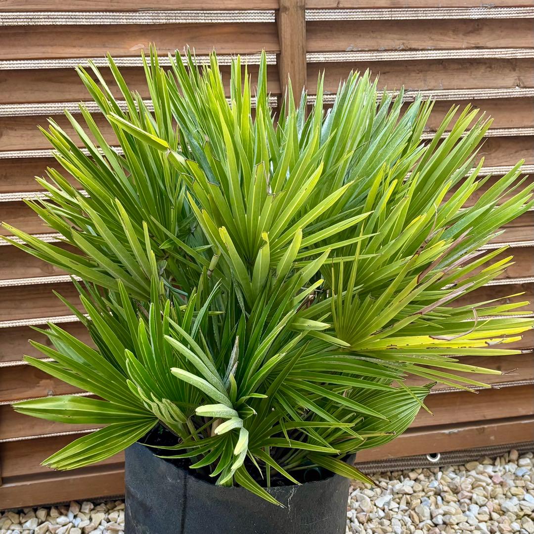 チャメロプス ボルケーノ