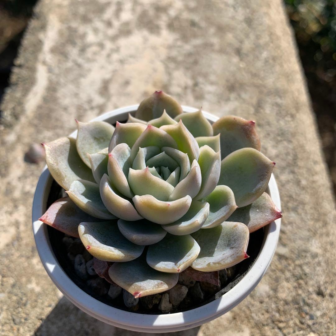 多肉植物　希少　サクラサク（Beehouseさん苗）札、鉢付き