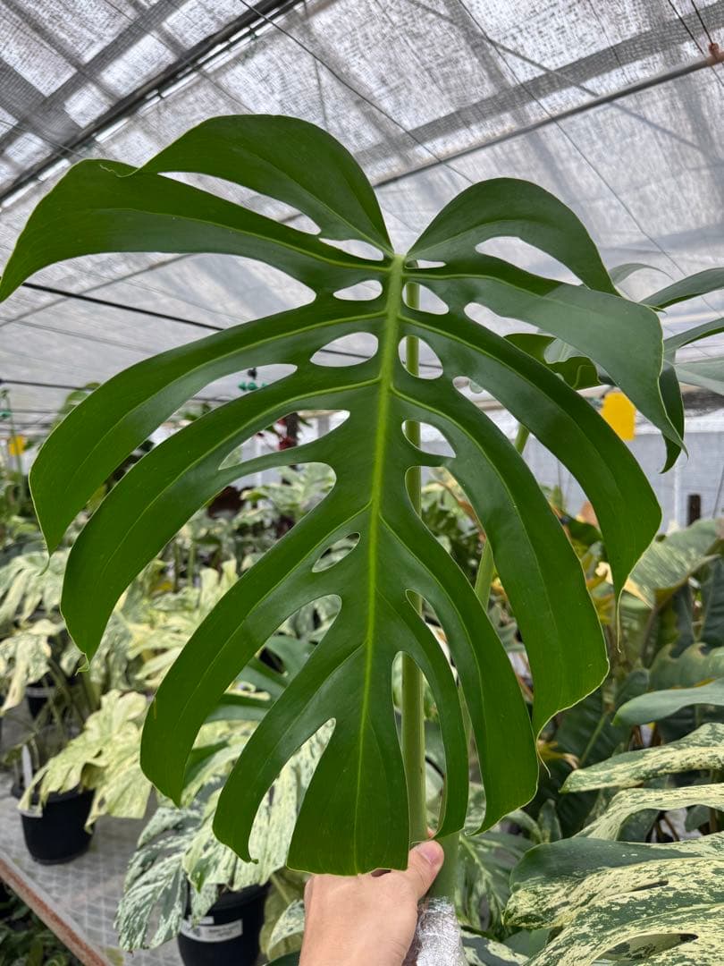 モンステラ　デリシオーサ　Sp. ヴェーラ・クルース　成長点カット　葉っぱ2枚