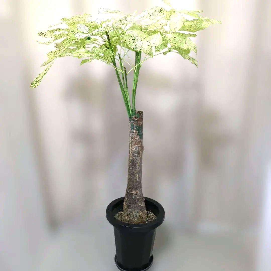 パキラミルキーウェイ✨　接木株