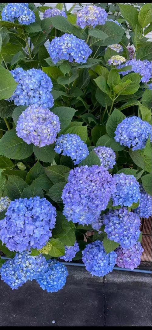 紫陽花特大10号鉢　開花中　希少紫陽花桜のころ小苗オマケ付き