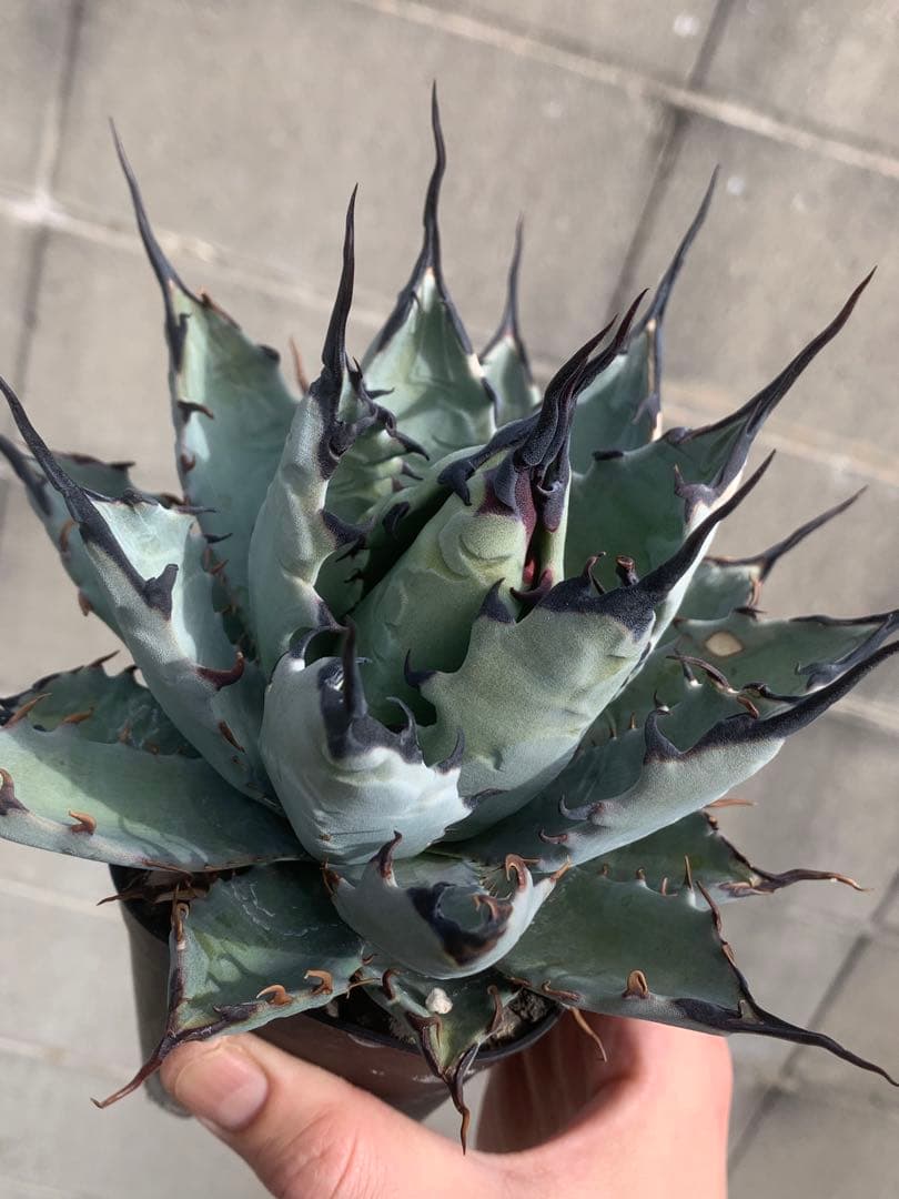 アガベ　ハイブリッド　ネバデンシス×bb オアハカ　オテロイ　陽炎　USA 妖炎