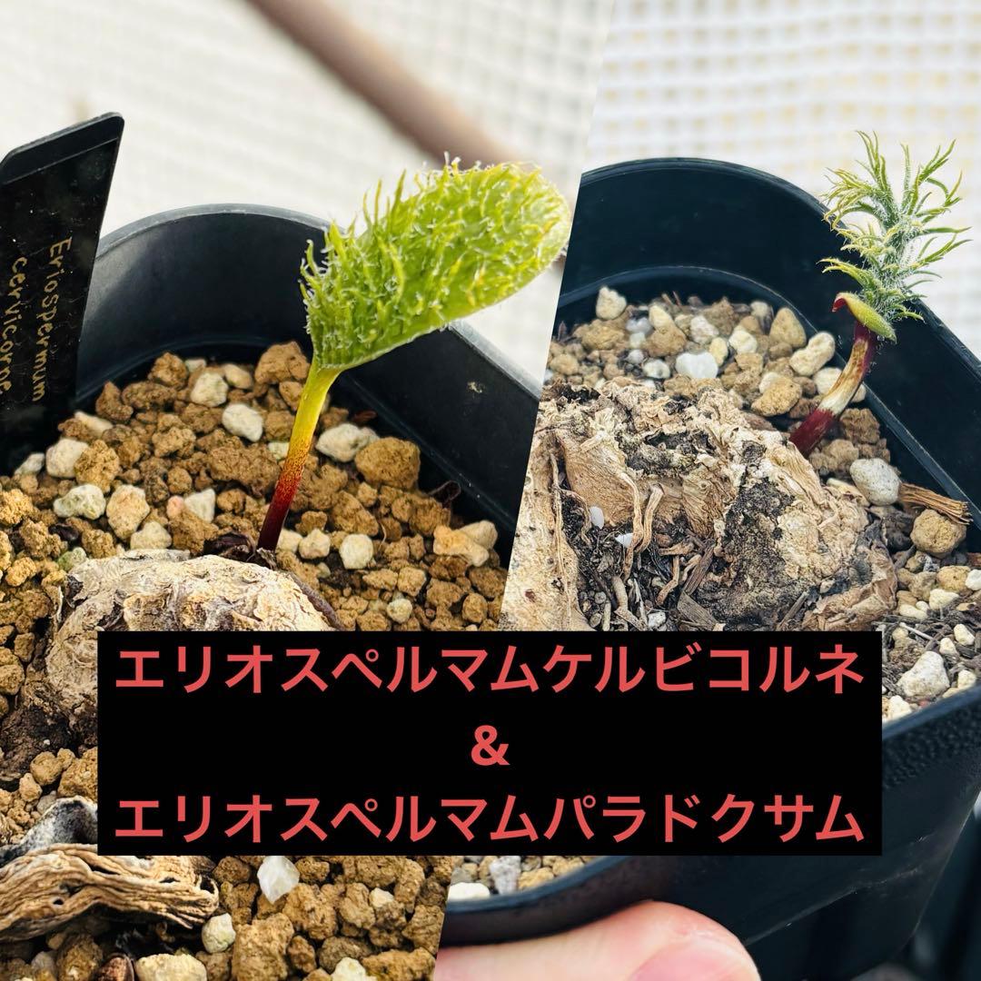 短期間限定超特価！ エリオスペルマム パラドクサム&ケルビコルネ 2株セット