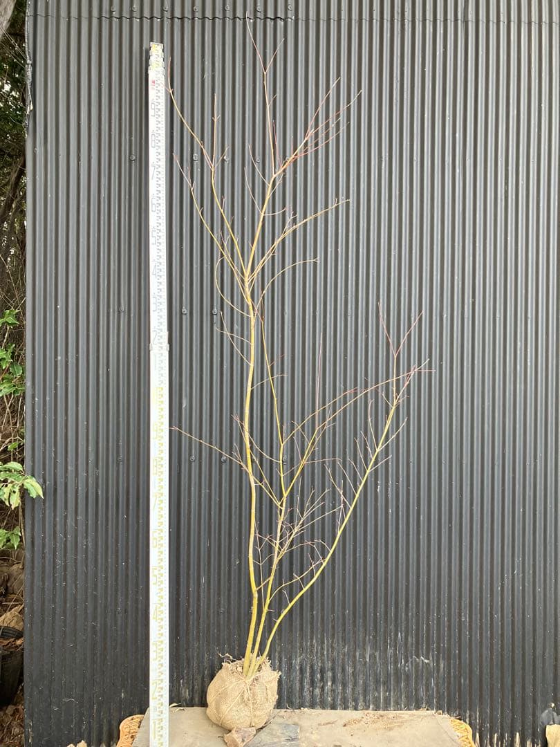 山採り　イロハモミジ