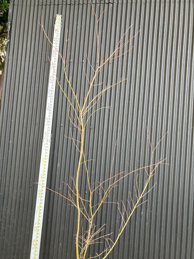 山採り　イロハモミジ