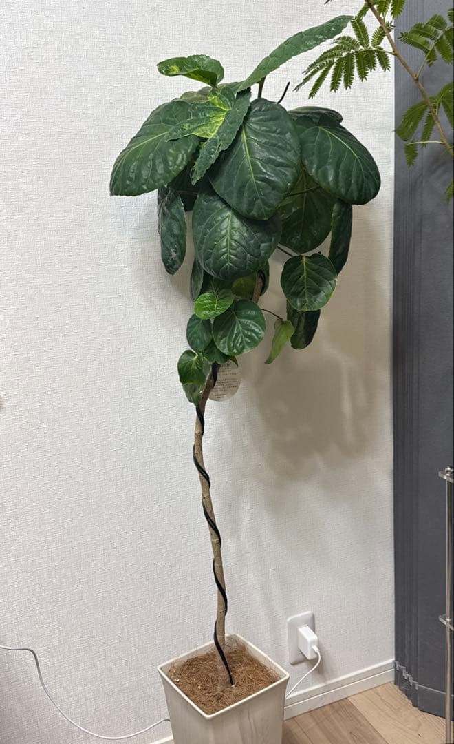 ポリシャス フリスビー スマイル