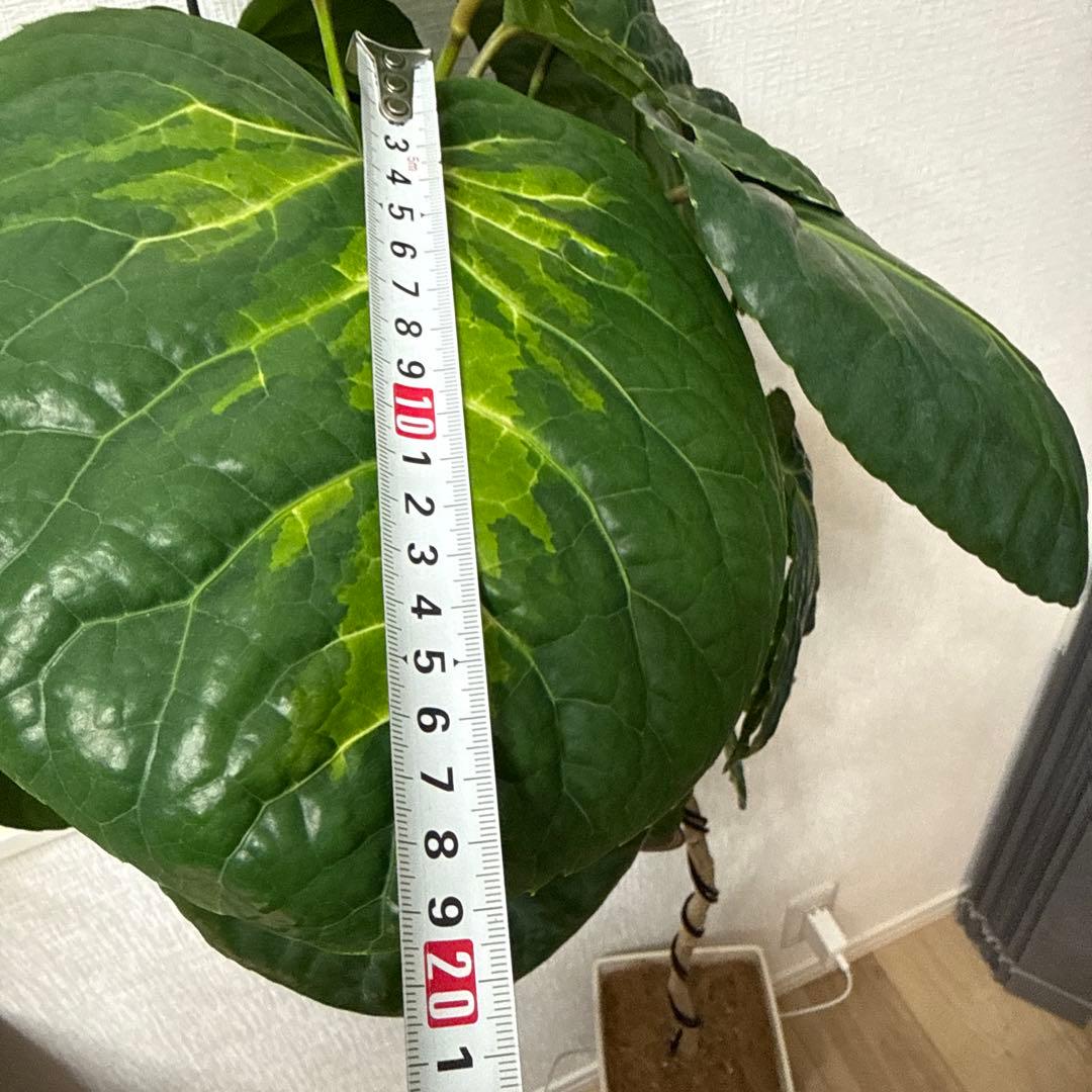 ポリシャス フリスビー スマイル