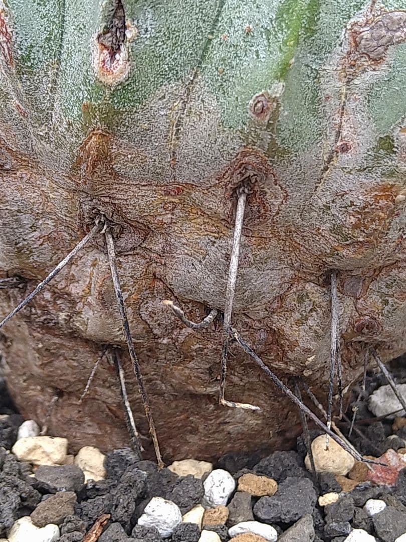 コピアポア黒士冠　現地球　発根管理中