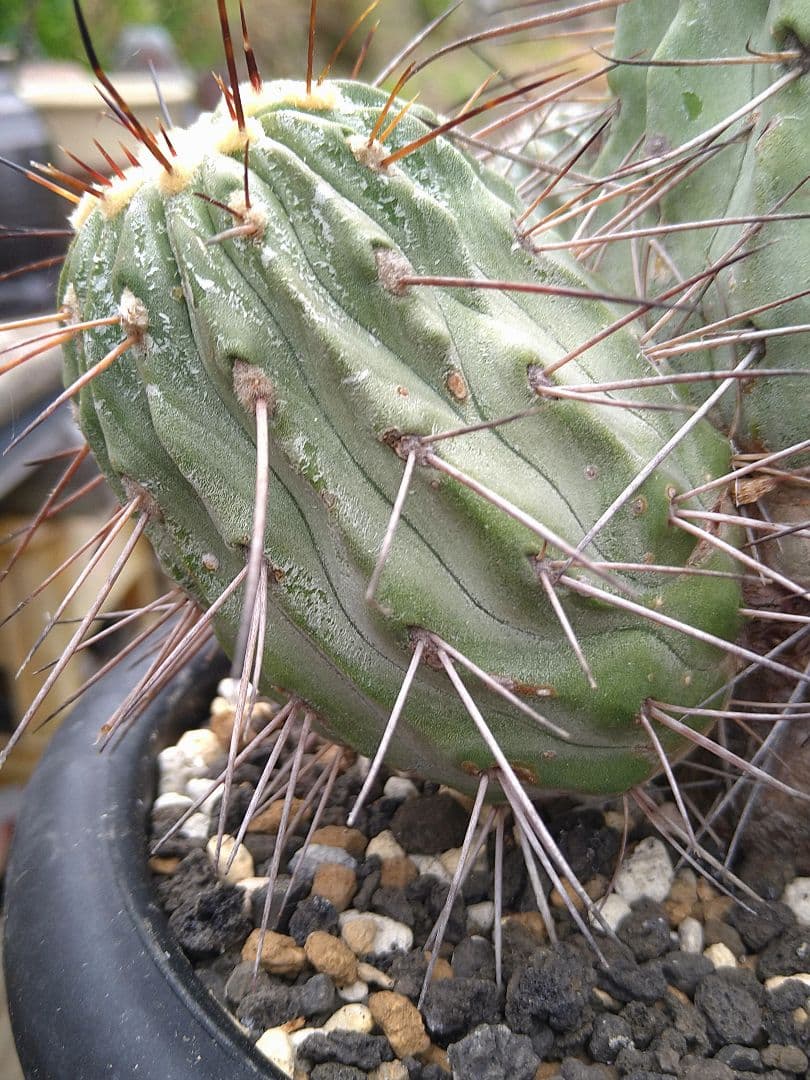 コピアポア黒士冠　現地球　発根管理中