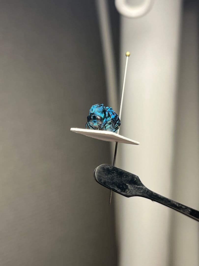 【9mm】グンジョウオオコブハムシ コメツキムシ昆虫標本甲虫タマムシスハンダエ