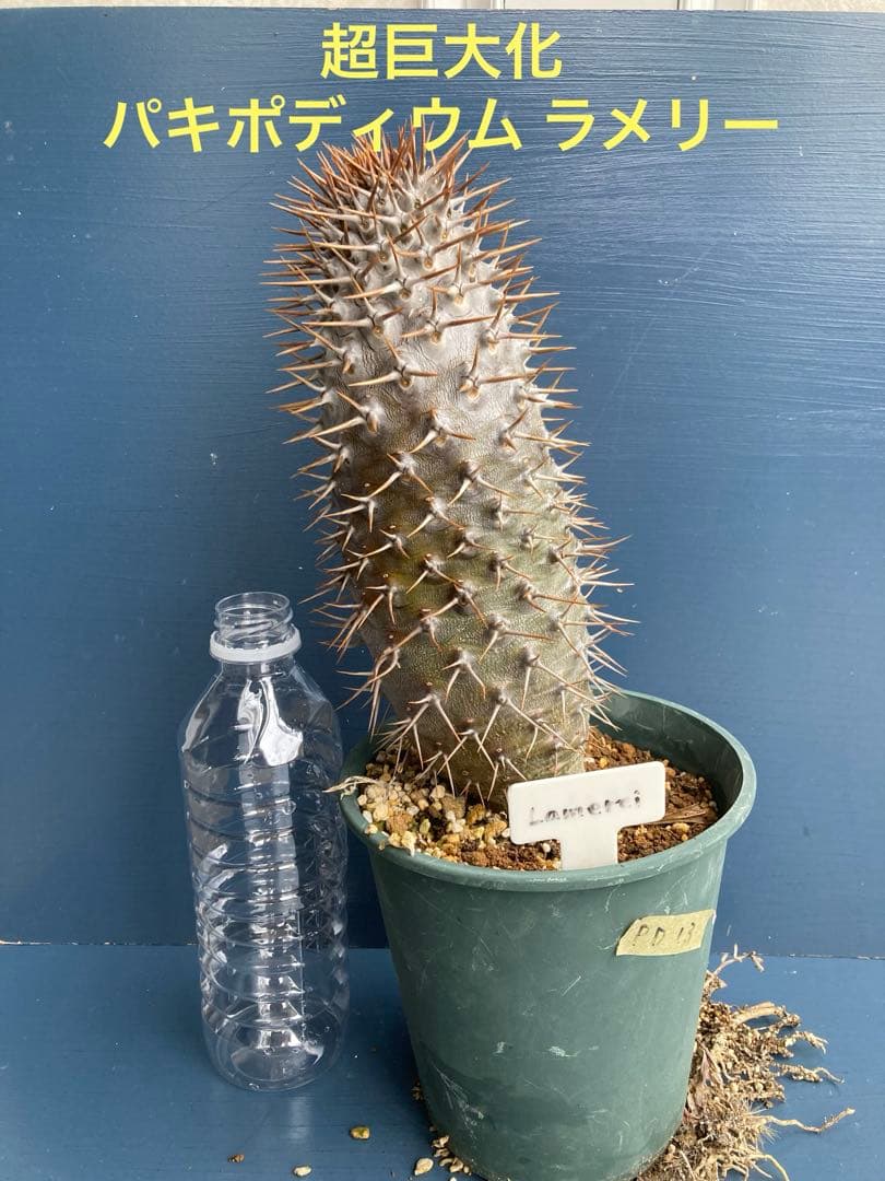 パキポディウム ラメレイ ラメリー 大苗 実生苗 塊根植物 超巨大化