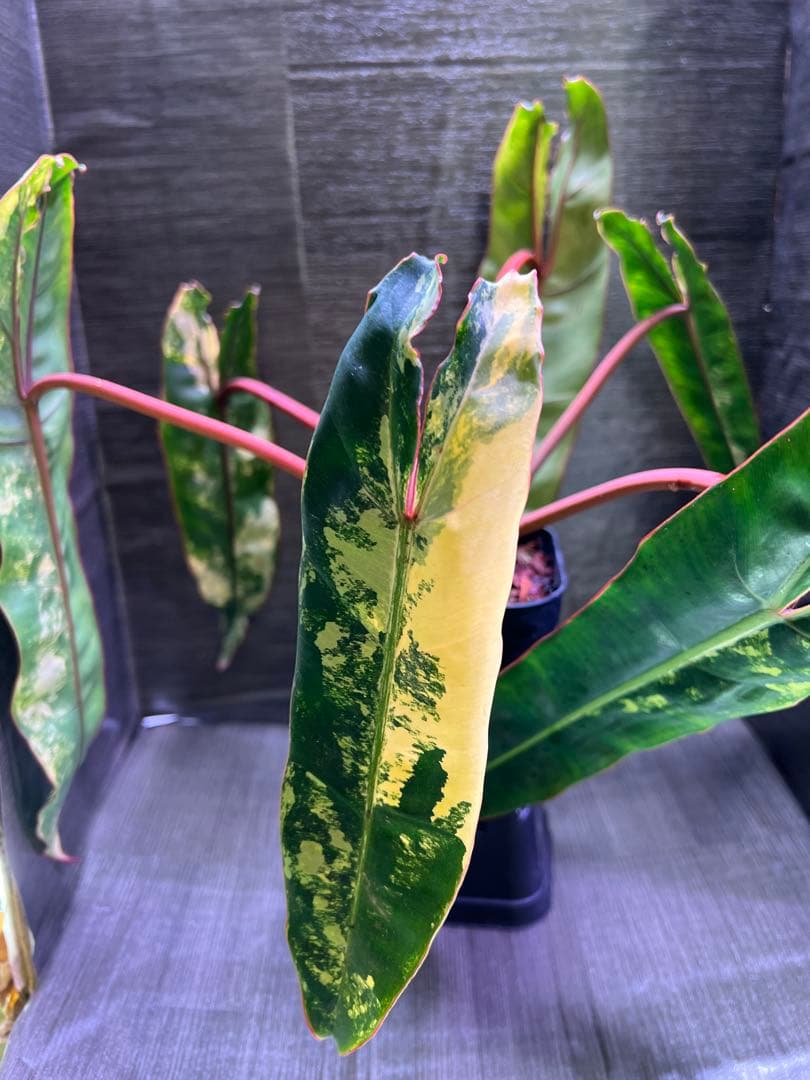 フィロデンドロン　ビレッティア　6枚葉　良斑入り