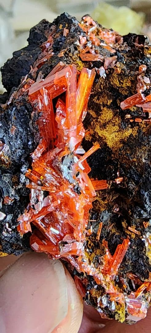 レア◇クロコイト