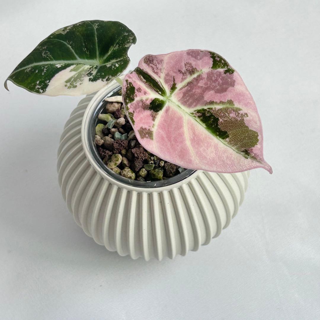その他観葉植物 Alocasia Black Velvet Pink Variegated