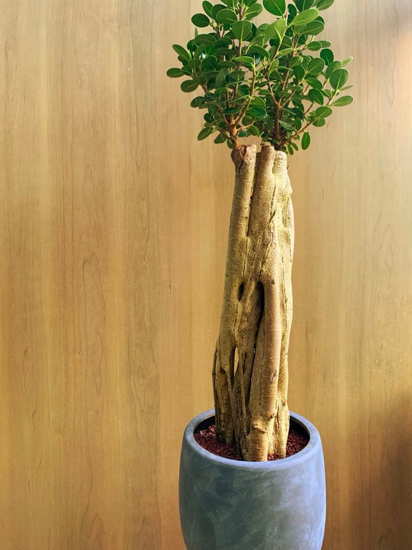 コパンダガジュマル　コケティッシュ・フォルム‼️ no3