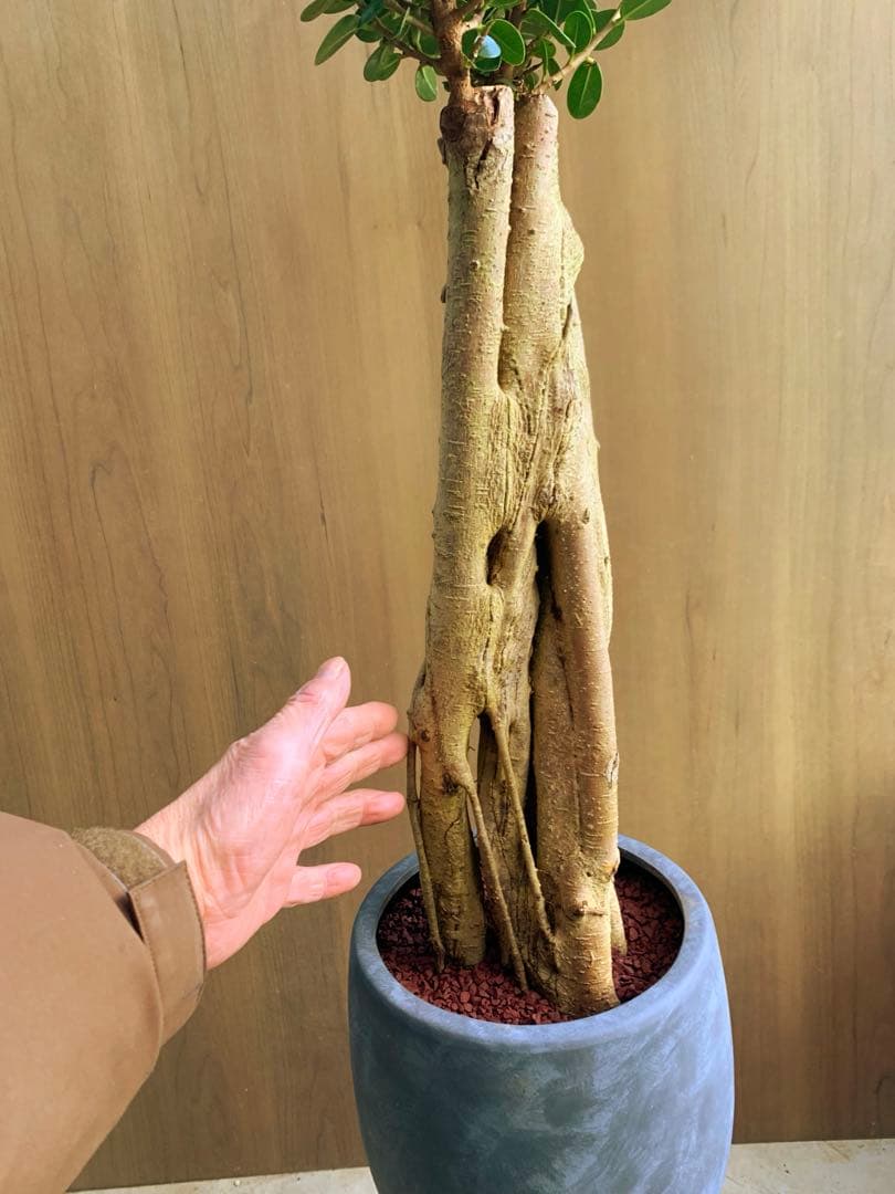 コパンダガジュマル　コケティッシュ・フォルム‼️ no3