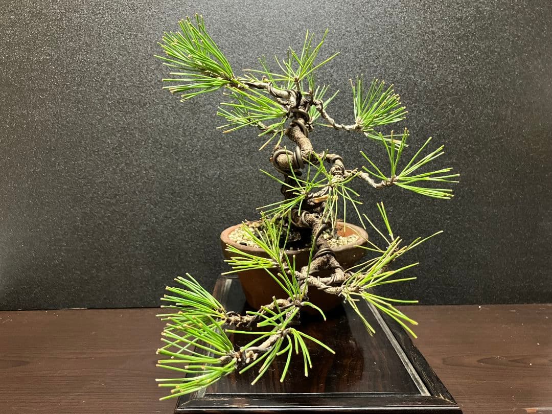 黒松半懸崖盆栽、樹齢も古い盆栽です。