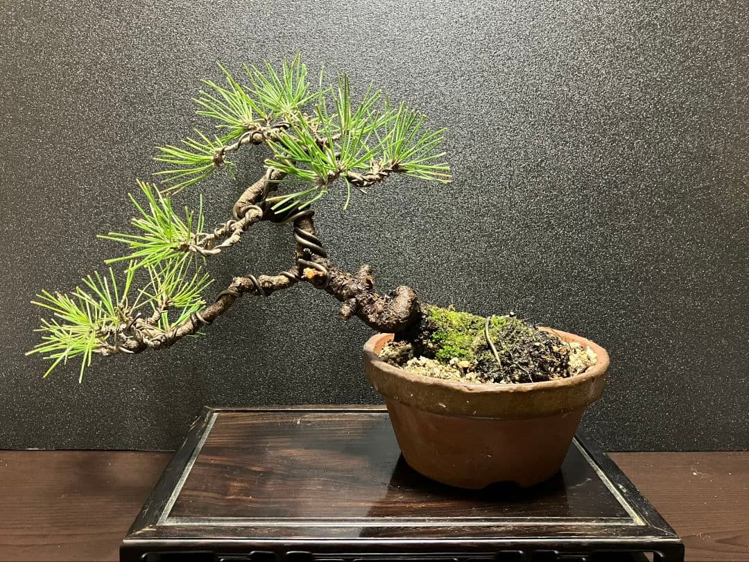 黒松半懸崖盆栽、樹齢も古い盆栽です。