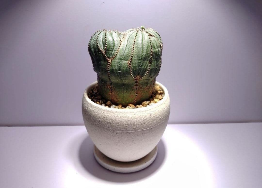 けい 巨大 ユーフォルビア オベサ Euphorbia obesa 選抜