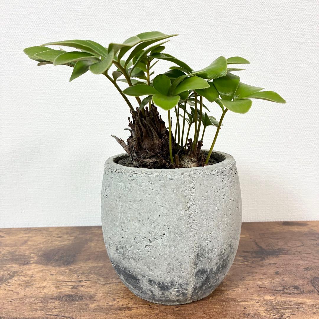 ザミア　プミラ　多頭　陶器鉢