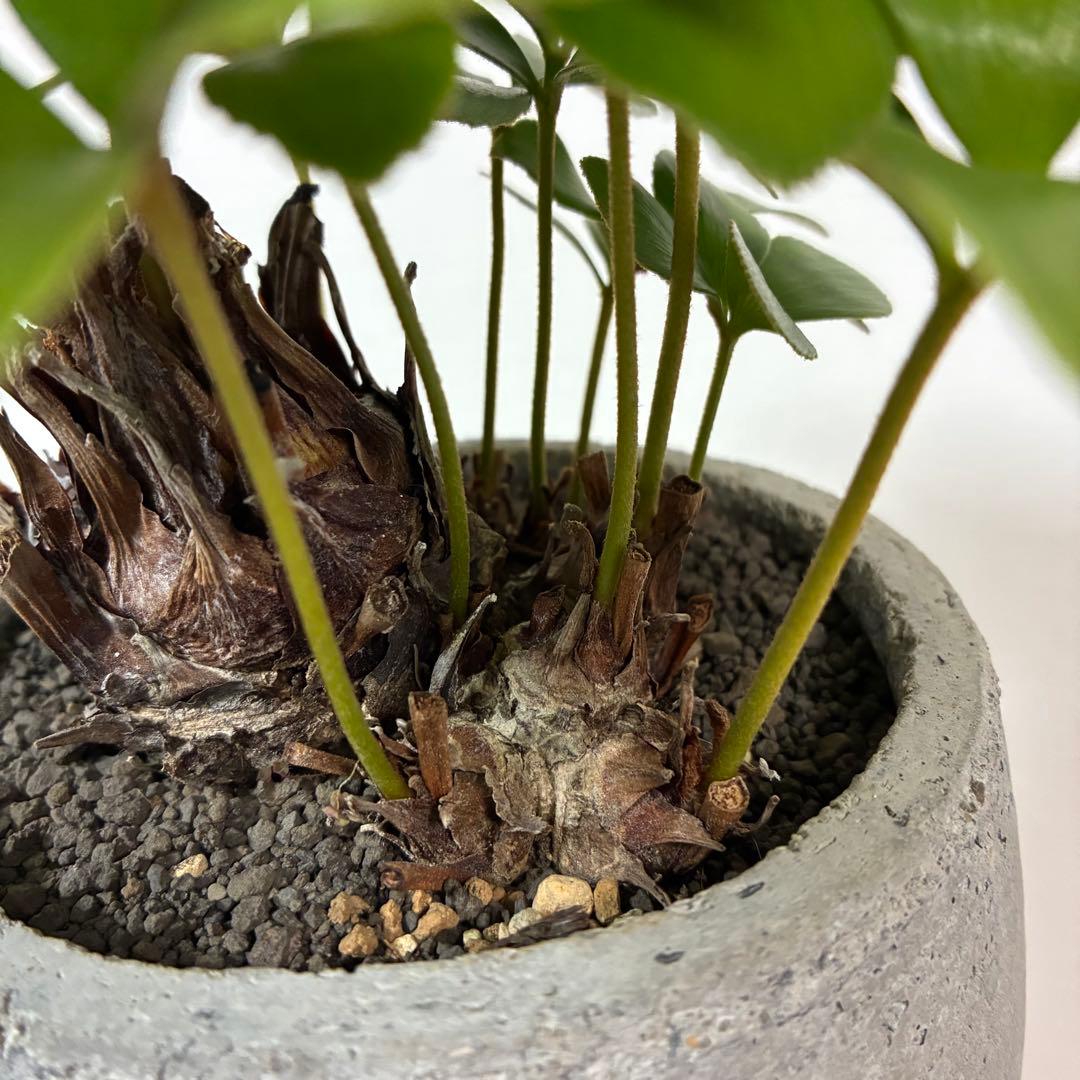 ザミア　プミラ　多頭　陶器鉢