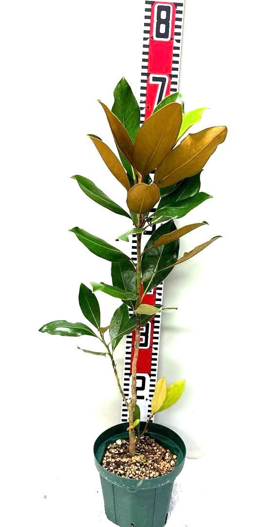 16. リトルジェム マグノリア 泰山木 タイサンボク 苗 苗木 小型品種